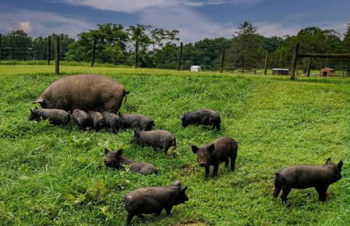 Bison Farm - Cabin Vieja - Foto 12