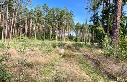 Przystanek Naglady Warmia- całoroczny, duża leśna działka - Foto 50