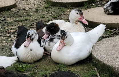 Rustic A-Frame Cabin in the Lush Woodlands of Grubville, Missouri - Foto 8
