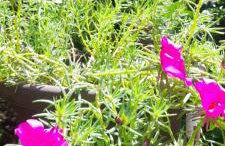 Casa Vista do Vale próxima ao Vale dos Vinhedos - Foto 37