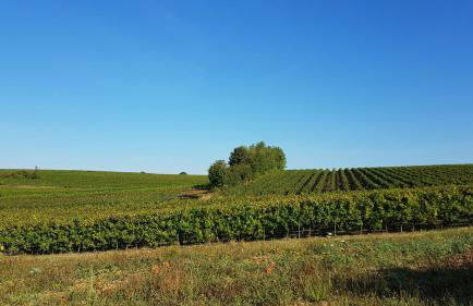 Haus Rebenblick - Foto 7