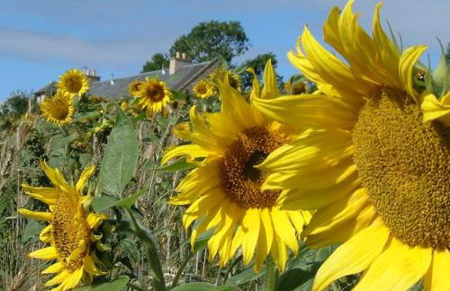 Cocklekitty Cottage - Foto 35