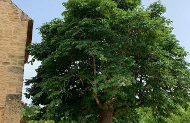 La bichonelle - marronnier pour 2 - Foto 15