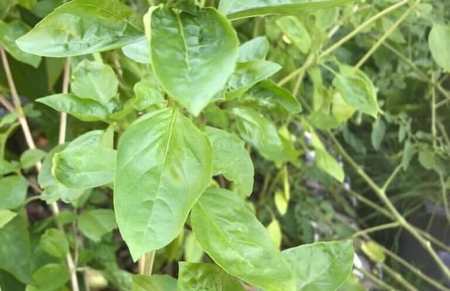 Vanuatu Uncharted Sport Fishing Lounge - Foto 45