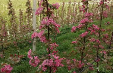 Agritur Rizzi di Inama Ugo - Foto 48
