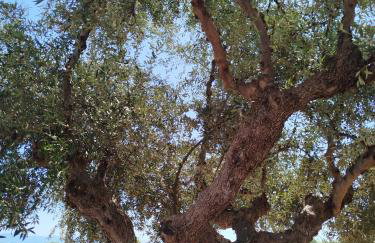 Nereids Apartments-Pronoe - Foto 46