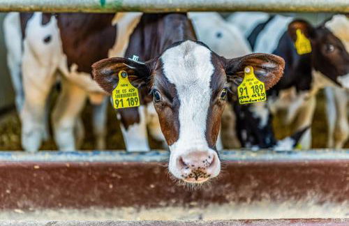 Blockhaus 2 - Foto 30