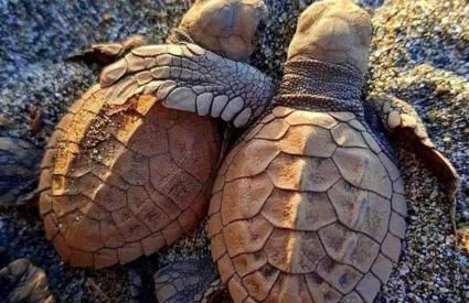 Summer Sands Lodge U1 - Foto 27