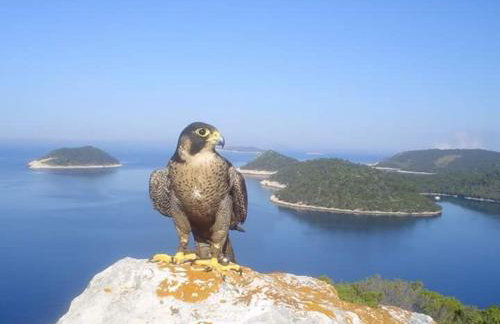 Dragovoda bay - Foto 11