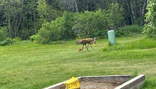 Raspberry Cottage - Foto 4