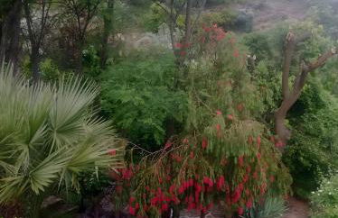 Finca Rústica La Pájara - Foto 15