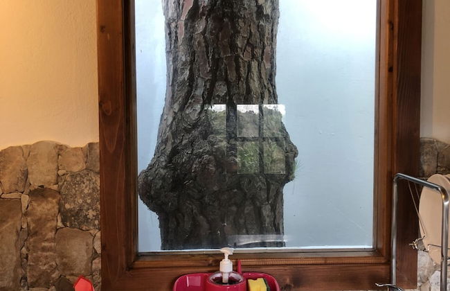 Los Viejitos en Firgas - Foto 15