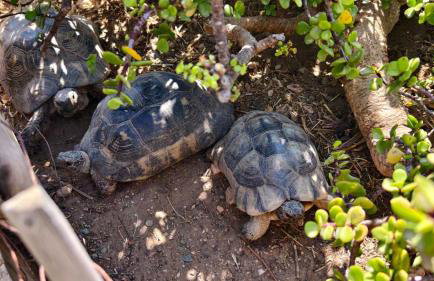 Syros Sun Beach Villa - Foto 51