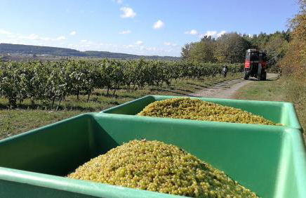 Winzerhof Spengler - Foto 32