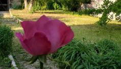 Le Cabinet-Charmante maison avec terrain - Foto 5