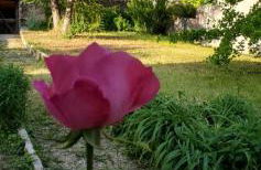 Le Cabinet-Charmante maison avec terrain - Foto 5