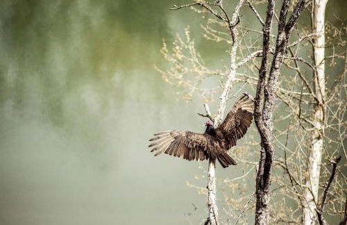 Charming Glamping Rental with Fireplace near Great Smoky Mountains National Park - Foto 27