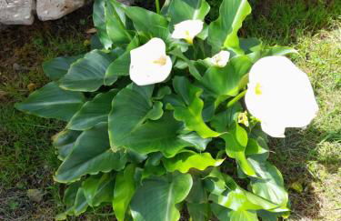 Appartamento Rosanna - Foto 65