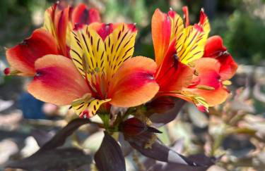 Les Lodges de Saint Cassien - Foto 36