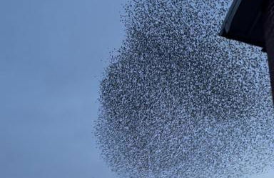 Ferienwohnung Sort Sol Grellsbülldeich 7 - Foto 52