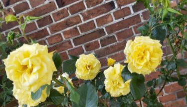 CountryHouse - Foto 2, Garden, Garden view