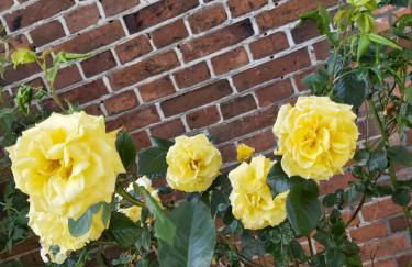 CountryHouse - Foto 2