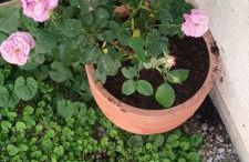 Chez Maxou - 3 ēpis Jardin Clos-Garage-Dogfriendly - Foto 3