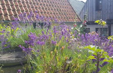 Fischerstern - Foto 10