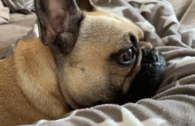 Mynydd A Môr - Foto 40