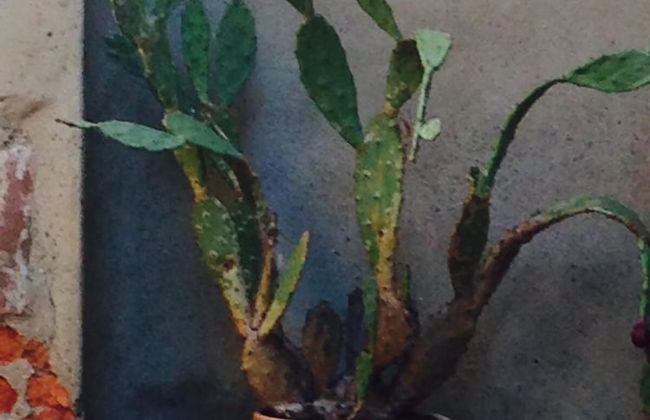 Mood Siro Comi - Foto 22