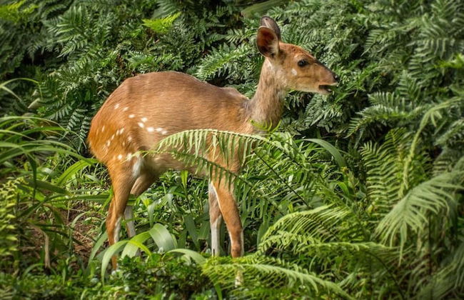 Zimbali beach estate - Foto 56