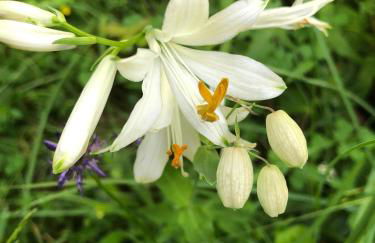 Rifugio Uschione - Foto 44