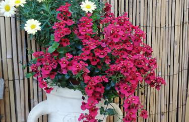 Fewo Rügen Böttger - Foto 17