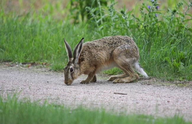 Haus am Gardersee mit Garten - Photo 24