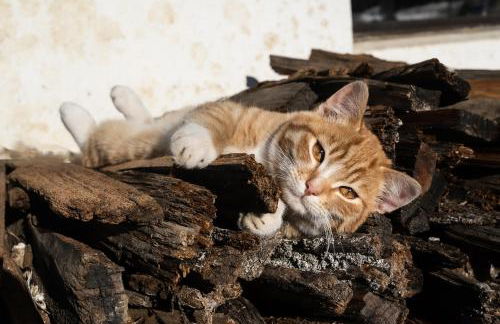 Tötscherhof - Foto 35