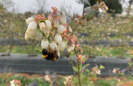 Quinta Vale Salgueiro - Foto 16