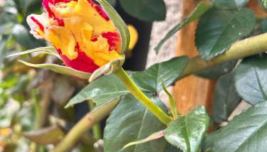 Gite 1er Cru - La Loubertine - Foto 3