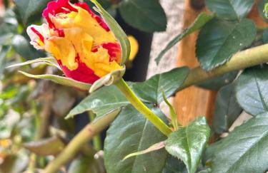 Gite 1er Cru - La Loubertine - Foto 3