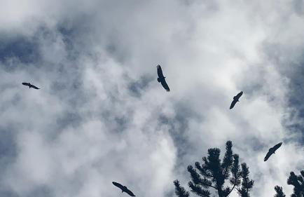 El enebrón - Hoces del río Duratón - Foto 16