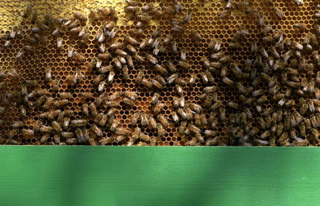 Agriturismo Borgo il Mezzanino - Foto 49