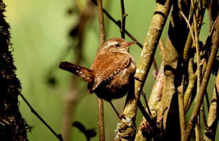 Sauerland-AlmWinterberg - Photo 24
