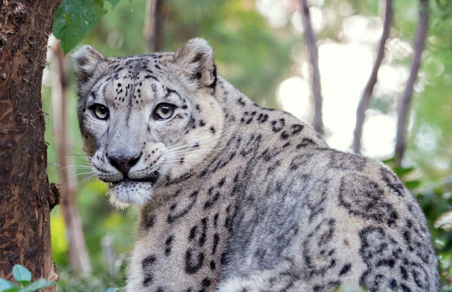 Central Park Zoo Tickets - Foto 2