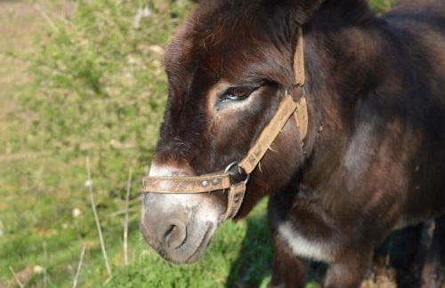 Cabane Spa - Noyers - Proche Sarlat - Foto 22