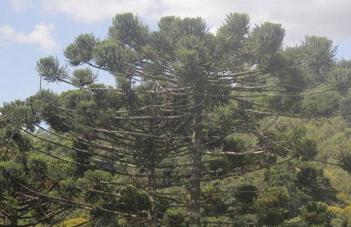 Chalé Sementes de Fé terras altas Nogueira - Foto 45
