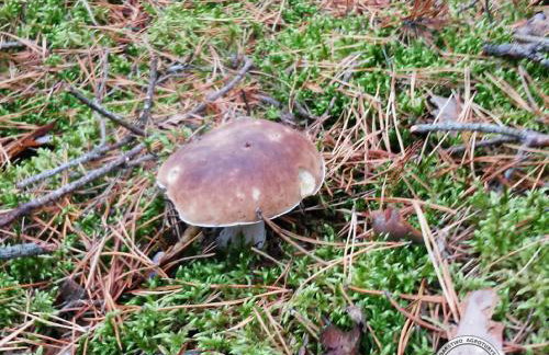 BAJA Gospodarstwo Agroturystyczne - Foto 7