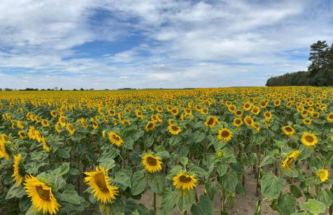 Waldhaus Eichhörnchen - Foto 48