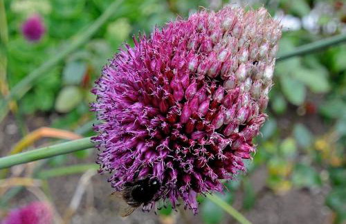 Blacksmith's Cottage Suffolk - Foto 20