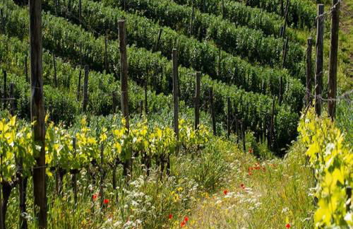 Casa Elisabetta - Foto 11