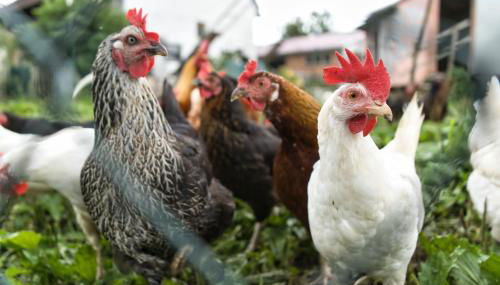 Ferienwohnung Elisa - Foto 5