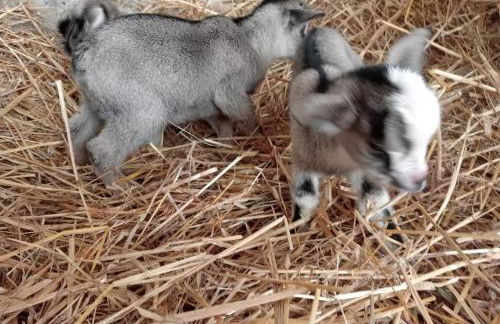 Le Chianine dei Tognoli - Foto 23